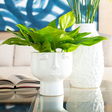 Nico Vase, Cool White