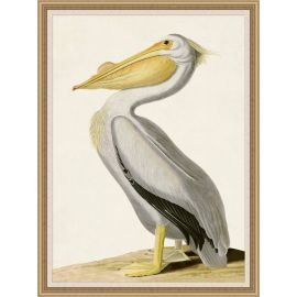 Audubons White Pelican